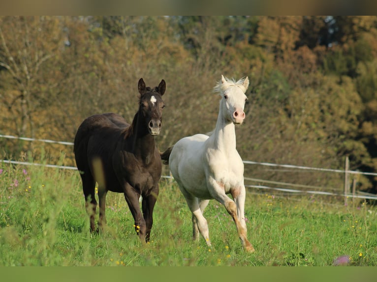 Appaloosa Hengst 1 Jaar 155 cm in Globoko