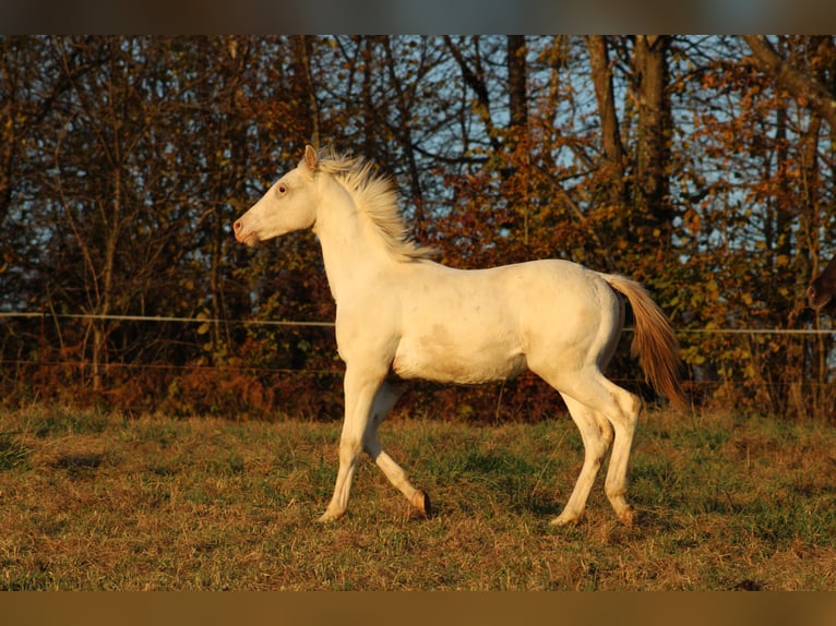 Appaloosa Hengst 1 Jaar 155 cm in Globoko