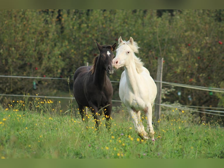 Appaloosa Hengst 1 Jaar 155 cm in Globoko