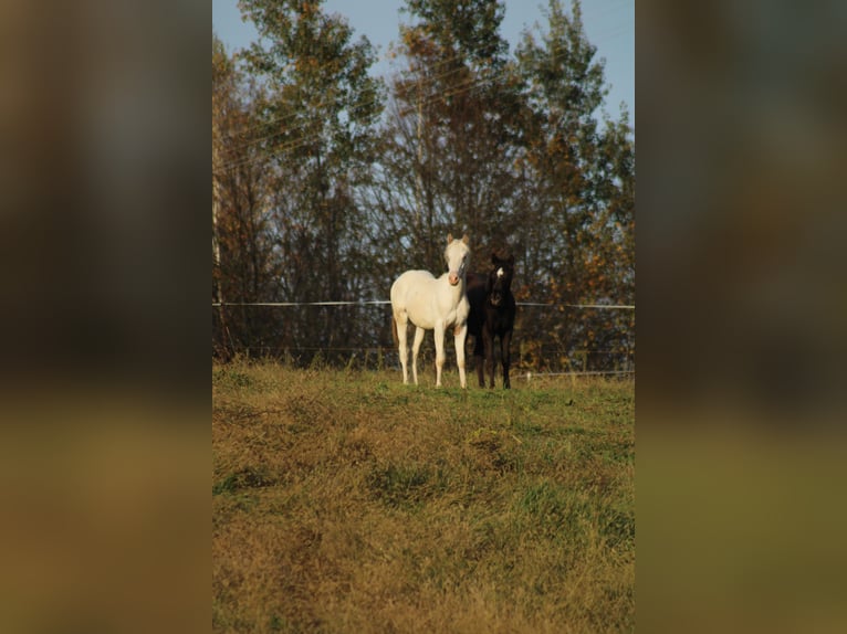 Appaloosa Hengst 1 Jaar 155 cm in Globoko