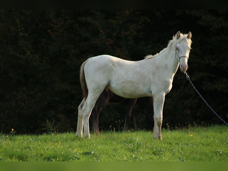 Appaloosa Hengst 1 Jaar 155 cm in Globoko