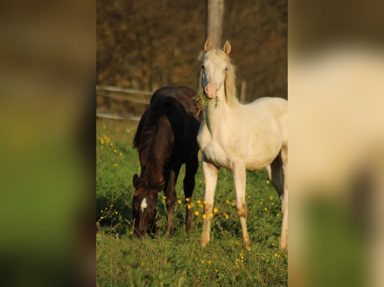 Appaloosa Hengst 1 Jaar 155 cm in Globoko