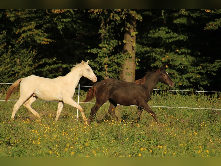 Appaloosa Hengst 1 Jaar 155 cm in Globoko