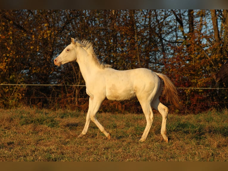 Appaloosa Hengst 1 Jaar 155 cm in Globoko