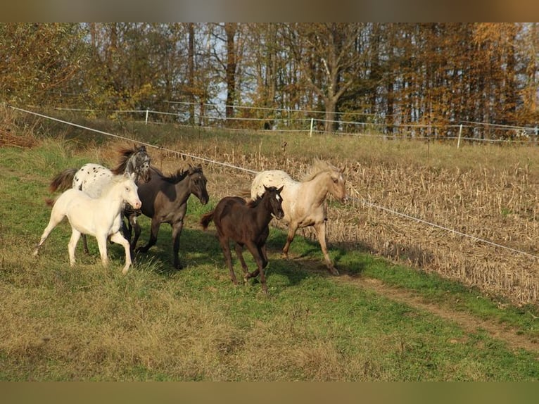 Appaloosa Hengst 1 Jaar 155 cm in Globoko