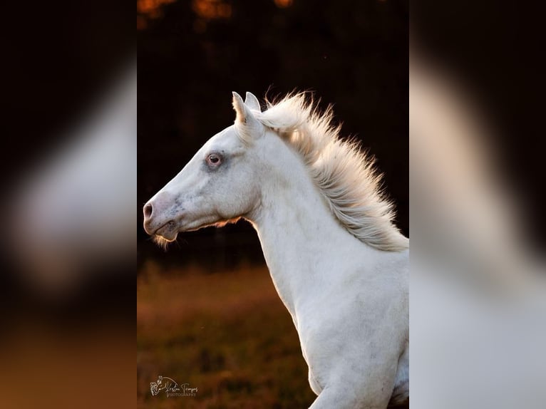 Appaloosa Hengst 1 Jaar 155 cm in Globoko