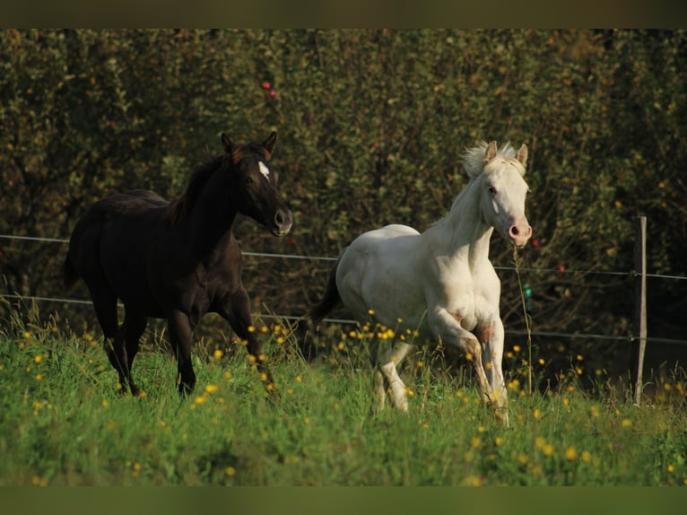 Appaloosa Hengst 1 Jaar 155 cm in Globoko