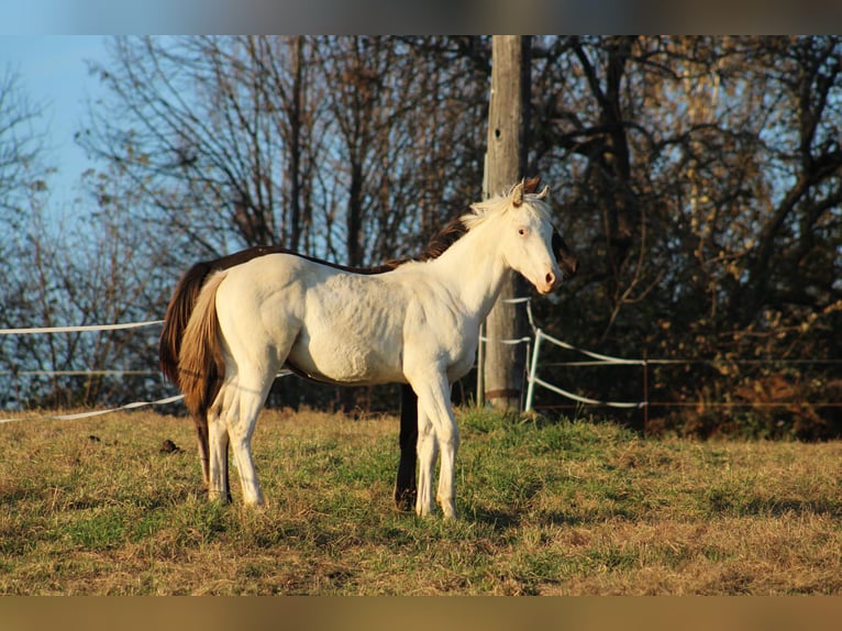 Appaloosa Hengst 1 Jaar 155 cm in Globoko