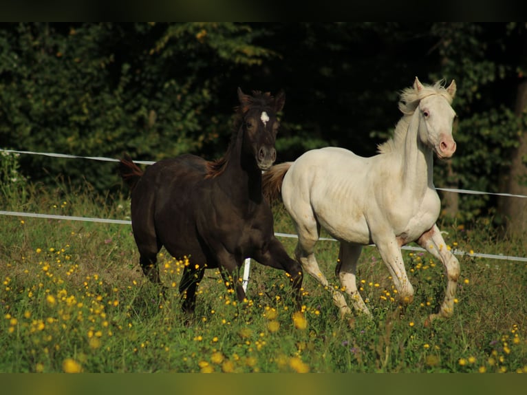 Appaloosa Hengst 1 Jaar 155 cm in Globoko