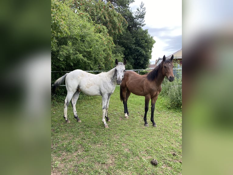 Appaloosa Hengst 1 Jaar 155 cm Wit in Pappenheim