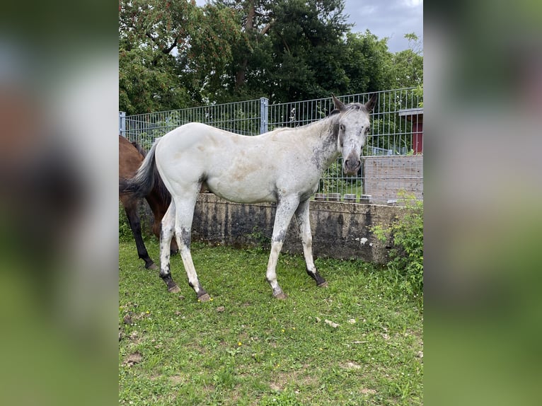 Appaloosa Hengst 1 Jaar 155 cm Wit in Pappenheim