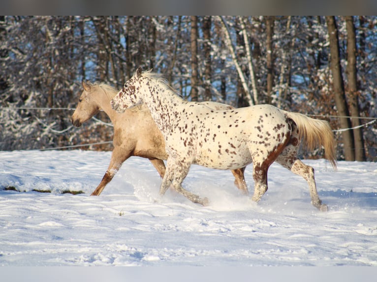 Appaloosa Hengst 1 Jaar 155 cm Zwart in Globoko