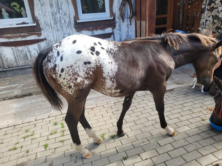 Appaloosa Hengst 1 Jaar 156 cm Red Dun in Oberharz am Brocken  OT Stiege