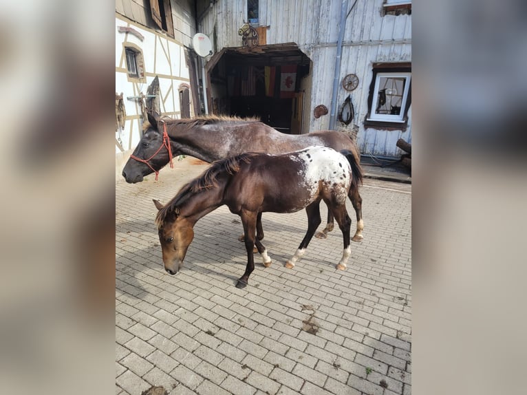 Appaloosa Hengst 1 Jaar 156 cm Red Dun in Oberharz am Brocken  OT Stiege