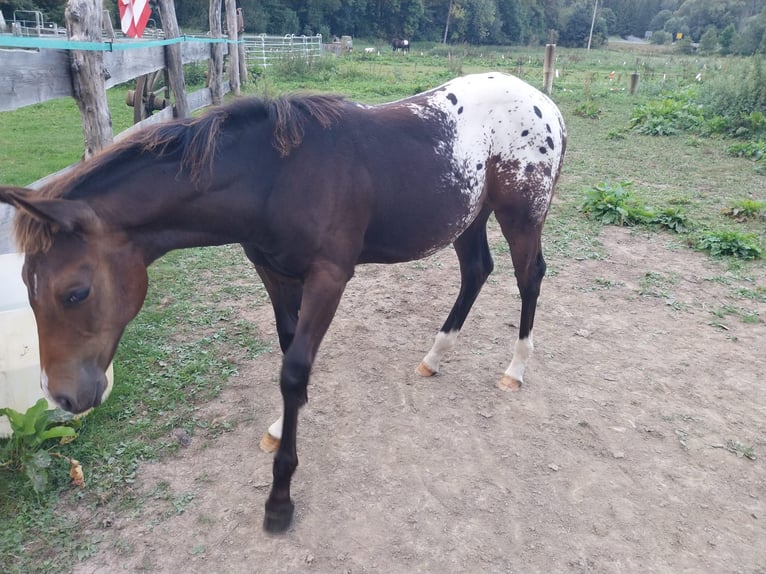 Appaloosa Hengst 1 Jaar 156 cm Red Dun in Oberharz am Brocken  OT Stiege