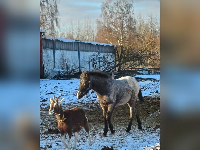 Appaloosa Hengst 1 Jaar 160 cm Grullo in Neustadt an der Orla