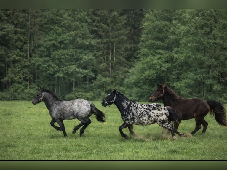 Appaloosa Hengst 1 Jaar 160 cm  in Neustadt an der Orla