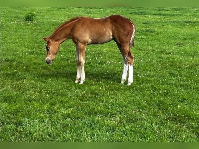 Appaloosa Hengst 1 Jaar 160 cm Roan-Red in Groß Ippener