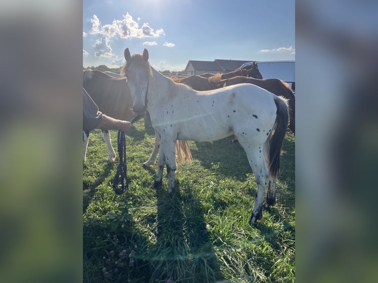 Appaloosa Mix Hengst 1 Jaar 163 cm Zwart in Holden, Mo
