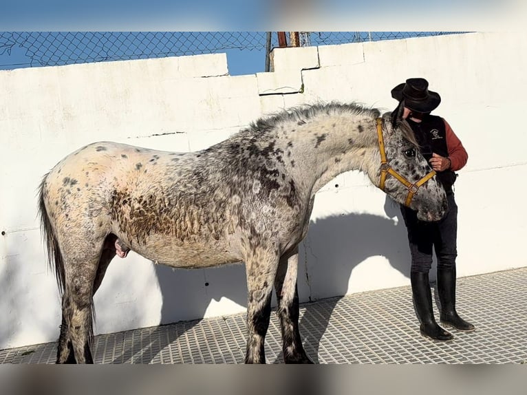 Appaloosa Mix Hengst 1 Jaar 168 cm  in Melle