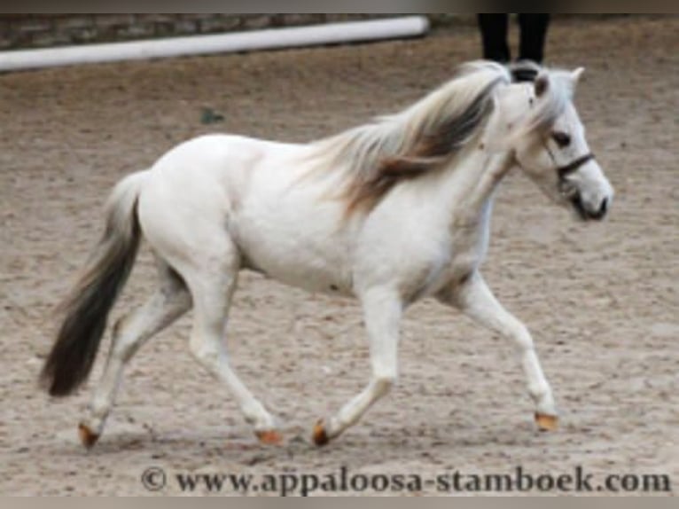 Appaloosa Hengst 1 Jaar 86 cm Appaloosa in LATTROP