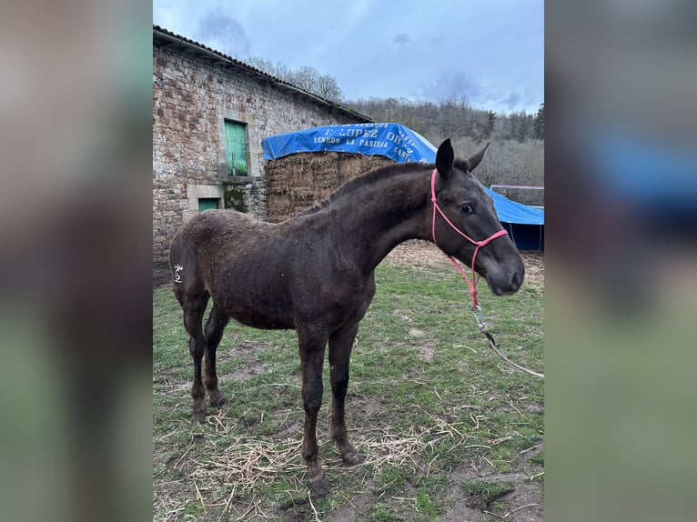 Appaloosa Mix Hengst 1 Jaar Donkere-vos in Carrascal De San Miguel