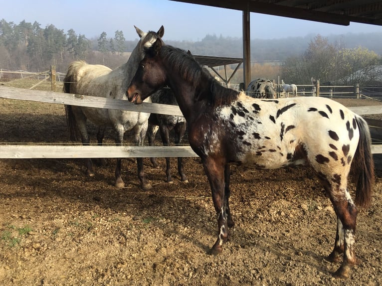 Appaloosa Hengst 1 Jaar  in Tišnov