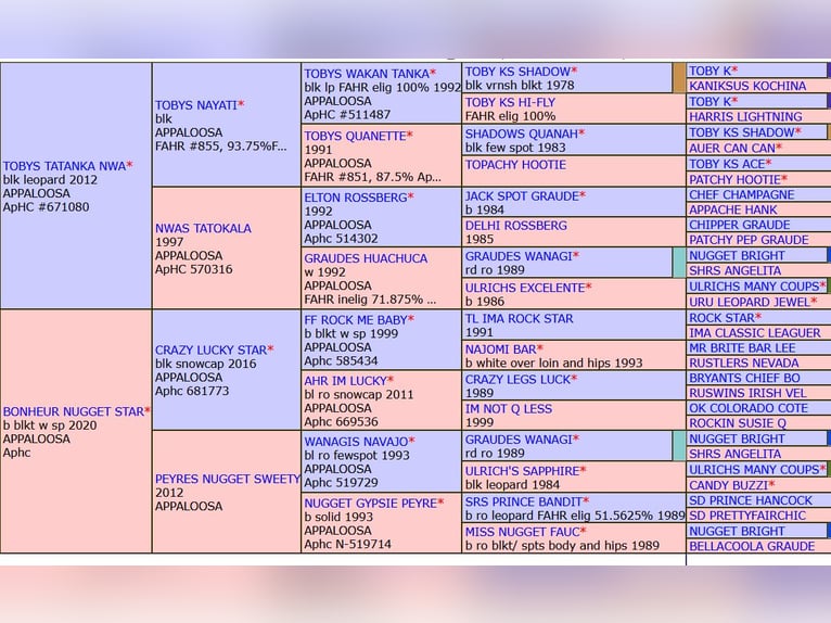Appaloosa Hengst 1 Jaar  in Tišnov