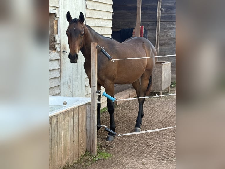 Appaloosa Hengst 1 Jaar Zwartbruin in MechernichMechernich