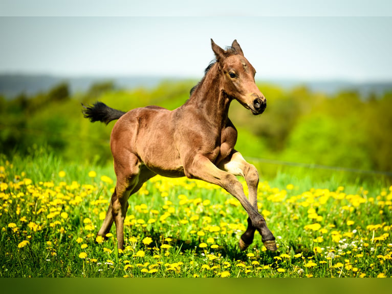 Appaloosa Hengst 1 Jaar Zwartbruin in MechernichMechernich
