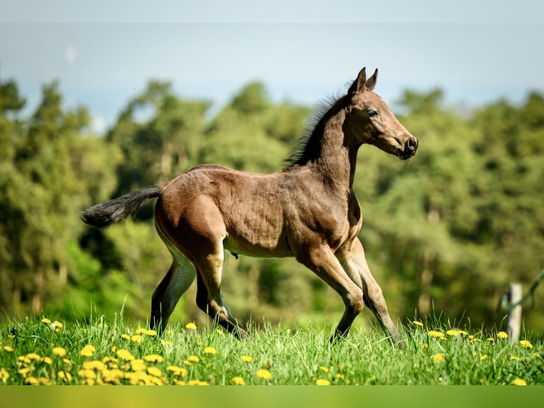 Appaloosa Hengst 1 Jaar Zwartbruin in MechernichMechernich