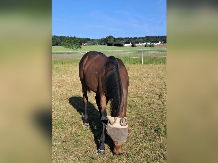 Appaloosa Hengst 1 Jaar Zwartbruin in MechernichMechernich