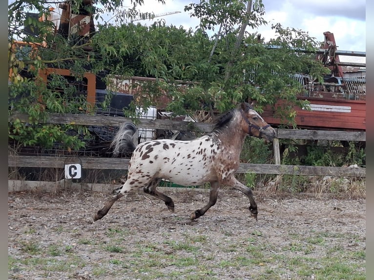 Appaloosa Hengst 1 Jahr 116 cm  in Elspeet