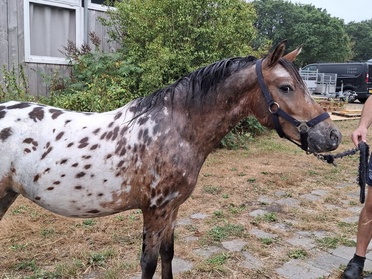 Appaloosa Hengst 1 Jahr 116 cm  in Elspeet