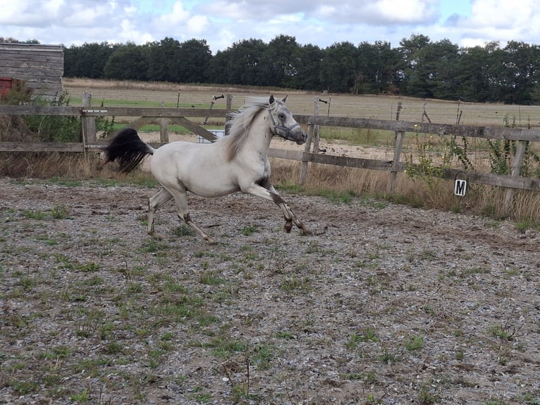 Appaloosa Hengst 1 Jahr 116 cm  in Elspeet