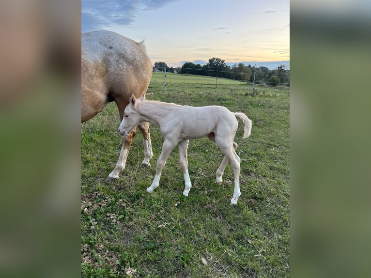 Appaloosa Hengst 1 Jahr 120 cm Palomino in Neukirchen-Balbini