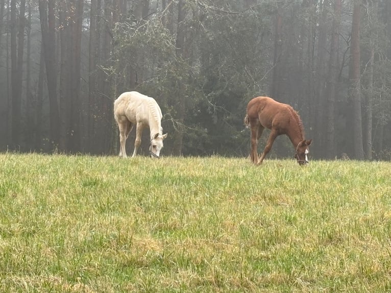 Appaloosa Hengst 1 Jahr 120 cm Palomino in Neukirchen-Balbini