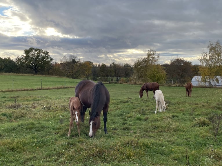 Appaloosa Hengst 1 Jahr 120 cm Palomino in Neukirchen-Balbini