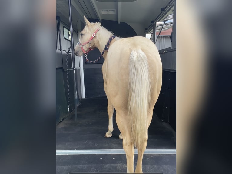 Appaloosa Hengst 1 Jahr 120 cm Palomino in Neukirchen-Balbini