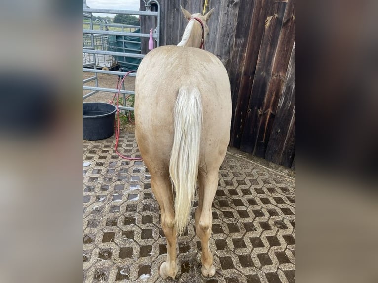 Appaloosa Hengst 1 Jahr 120 cm Palomino in Neukirchen-Balbini