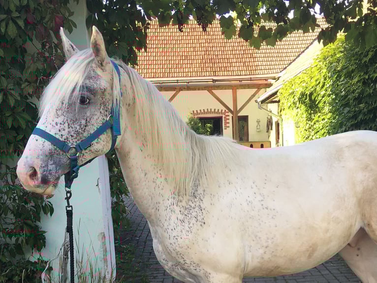 Appaloosa Hengst 1 Jahr 145 cm in Brno