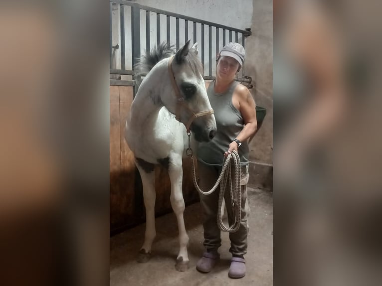 Appaloosa Hengst 1 Jahr 145 cm Rappe in Stašov