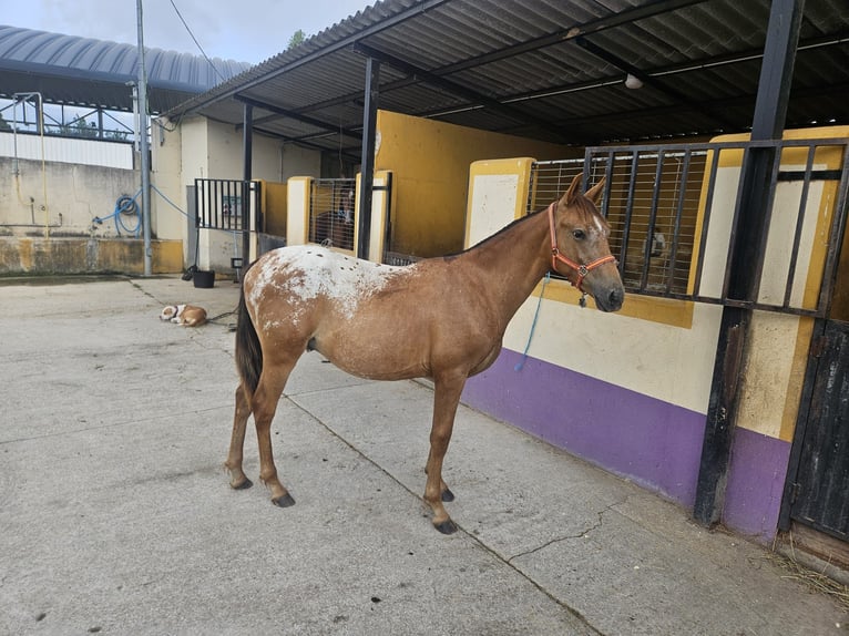 Appaloosa Mix Hengst 1 Jahr 145 cm Tigerschecke in Hervededo