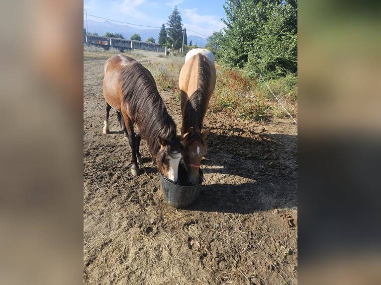 Appaloosa Mix Hengst 1 Jahr 145 cm Tigerschecke in Hervededo