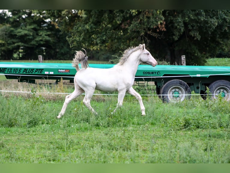 Appaloosa Hengst 1 Jahr 152 cm Tigerschecke in Soulgé-sur-Ouette