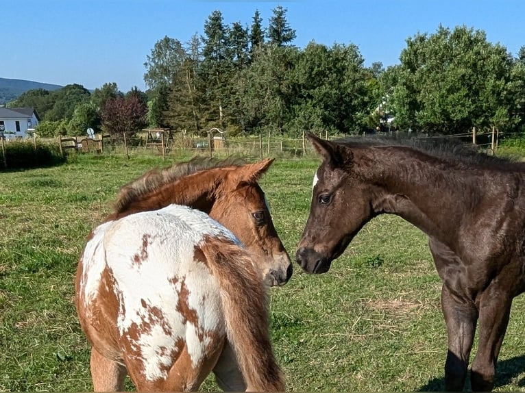 Appaloosa Hengst 1 Jahr 155 cm Dunkelfuchs in Morbach