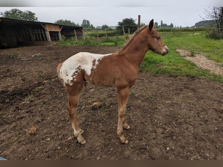 Appaloosa Hengst 1 Jahr 155 cm Dunkelfuchs in Morbach