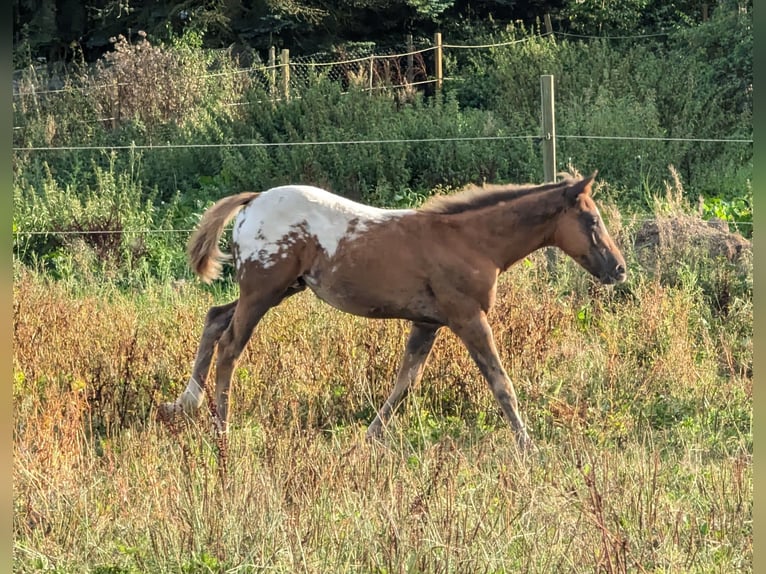 Appaloosa Hengst 1 Jahr 155 cm Dunkelfuchs in Morbach