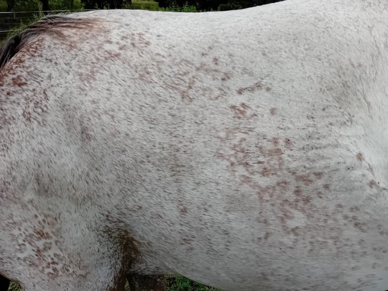 Appaloosa Hengst 1 Jahr 155 cm Fuchs in S&#xF6;sdala