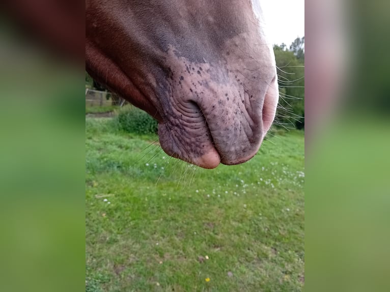 Appaloosa Hengst 1 Jahr 155 cm Fuchs in S&#xF6;sdala